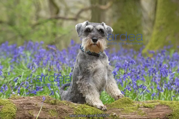 : Dog Miniature Schnauzer in Bluebell wood : Dog Miniature Schnauzer in Bluebell wood