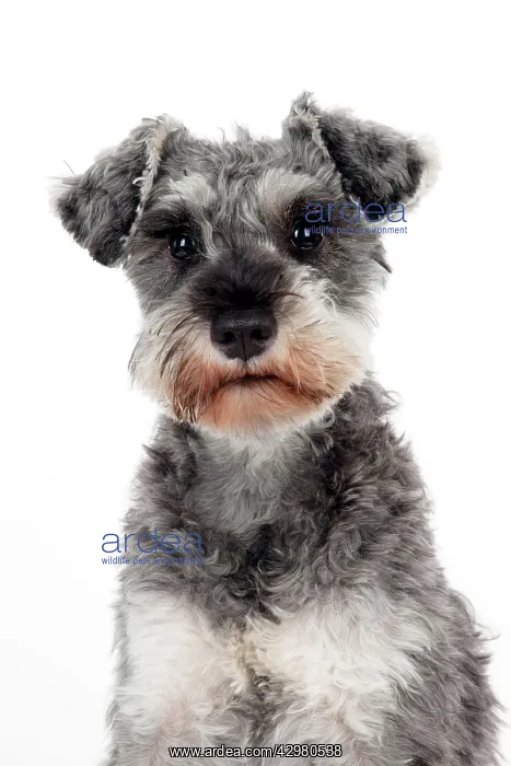 : DOG - Miniature schnauzer (clipped)