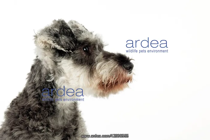 : DOG - Miniature schnauzer (clipped) : DOG - Miniature schnauzer (clipped)