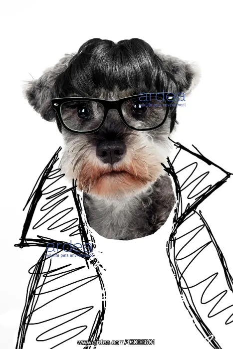  : DOG - Miniature schnauzer in glasses and jacket