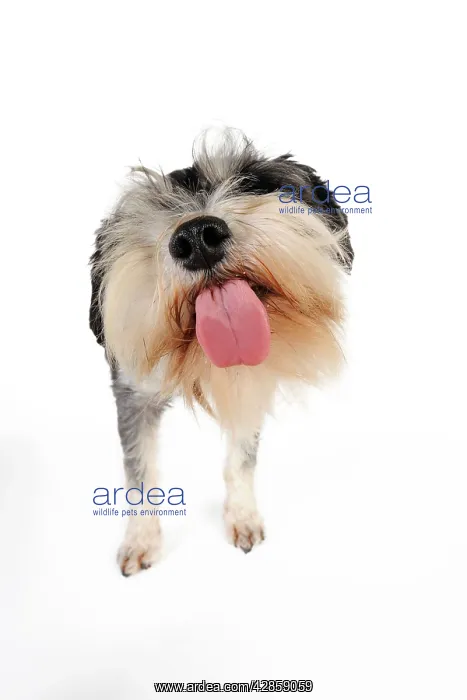 : DOG. Miniature schnauzer licking the screen : DOG. Miniature schnauzer licking the screen