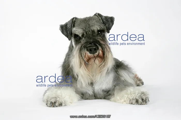 : DOG - Miniature Schnauzer, lying down : DOG - Miniature Schnauzer, lying down