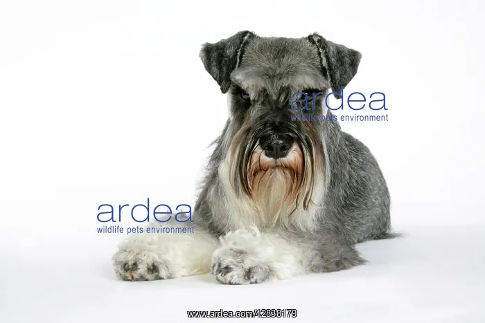 : DOG - Miniature Schnauzer, lying down : DOG - Miniature Schnauzer, lying down