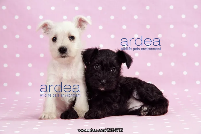 : Dog. Miniature Schnauzer puppies (6 weeks old) : Dog. Miniature Schnauzer puppies (6 weeks old)