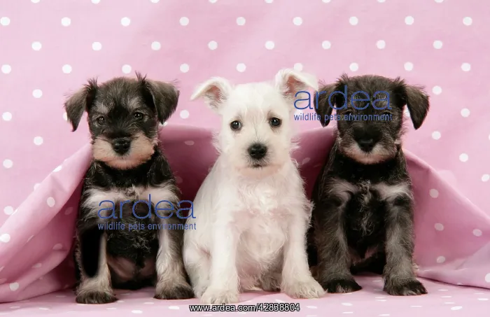 : Dog. Miniature Schnauzer puppies (6 weeks old) : Dog. Miniature Schnauzer puppies (6 weeks old)