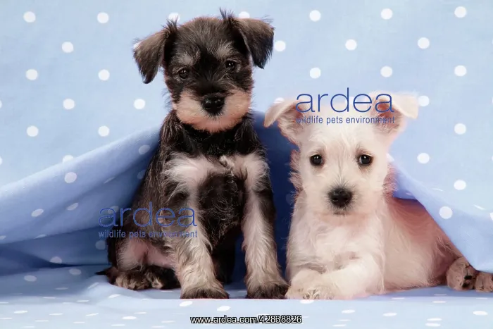 : Dog. Miniature Schnauzer puppies (6 weeks old) : Dog. Miniature Schnauzer puppies (6 weeks old)