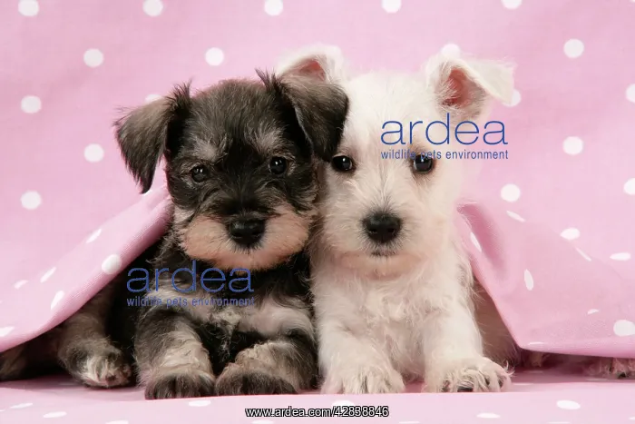 : Dog. Miniature Schnauzer puppies (6 weeks old) : Dog. Miniature Schnauzer puppies (6 weeks old)