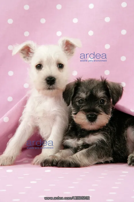 : Dog. Miniature Schnauzer puppies (6 weeks old) : Dog. Miniature Schnauzer puppies (6 weeks old)