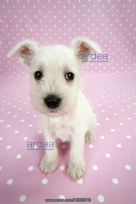 : Dog. Miniature Schnauzer puppy (6 weeks old) on : Dog. Miniature Schnauzer puppy (6 weeks old) on
