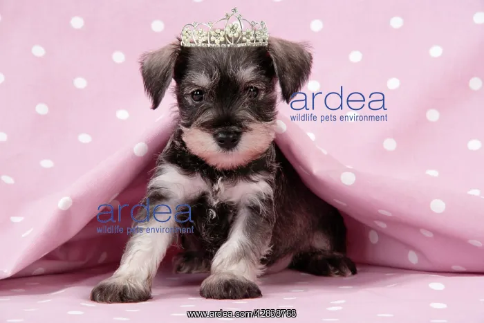 : Dog. Miniature Schnauzer puppy (6 weeks old) on : Dog. Miniature Schnauzer puppy (6 weeks old) on
