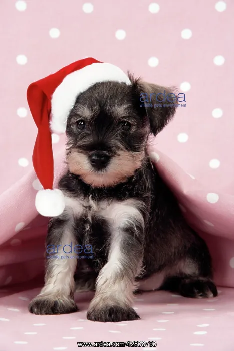 : Dog. Miniature Schnauzer puppy (6 weeks old) on : Dog. Miniature Schnauzer puppy (6 weeks old) on