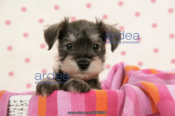 : Dog. Miniature Schnauzer puppy (6 weeks old) : Dog. Miniature Schnauzer puppy (6 weeks old)