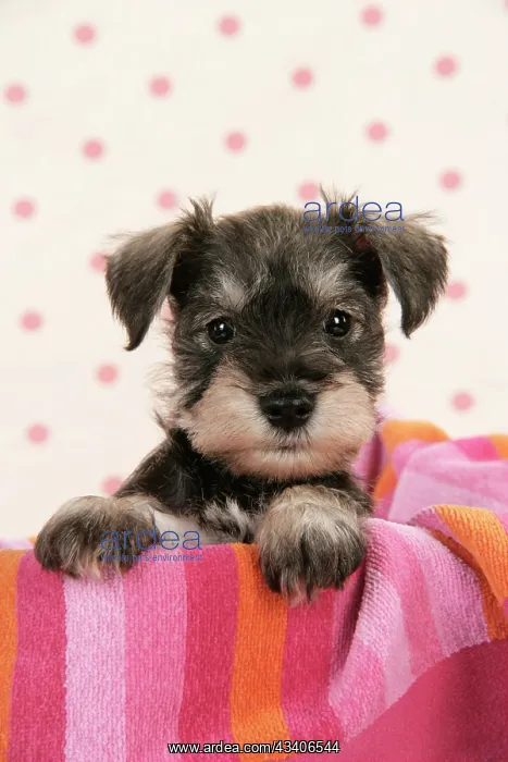 : Dog. Miniature Schnauzer puppy (6 weeks old) : Dog. Miniature Schnauzer puppy (6 weeks old)
