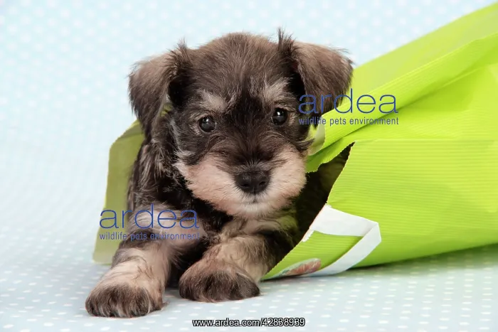: Dog. Miniature Schnauzer puppy (6 weeks old) in bag : Dog. Miniature Schnauzer puppy (6 weeks old) in bag
