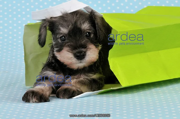  : Dog. Miniature Schnauzer puppy (6 weeks old) in bag