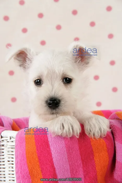 : Dog. Miniature Schnauzer puppy (6 weeks old) in basket : Dog. Miniature Schnauzer puppy (6 weeks old) in basket