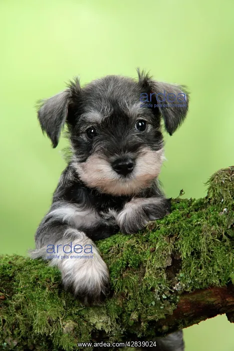 : Dog. Miniature Schnauzer puppy (6 weeks old) on a mossy log : Dog. Miniature Schnauzer puppy (6 weeks old) on a mossy log