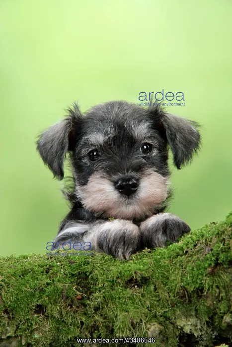 : Dog. Miniature Schnauzer puppy (6 weeks old) on a mossy log : Dog. Miniature Schnauzer puppy (6 weeks old) on a mossy log