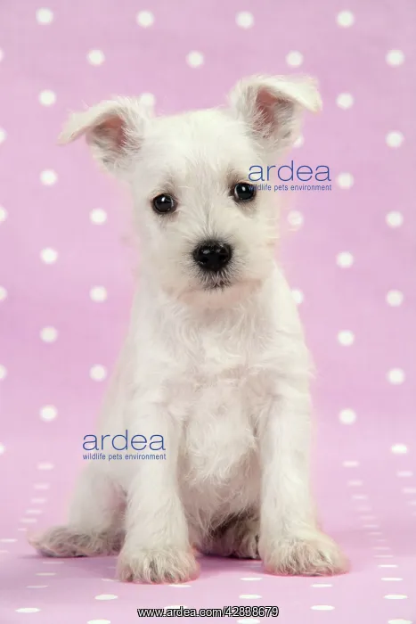 : Dog. Miniature Schnauzer puppy on pink background : Dog. Miniature Schnauzer puppy on pink background