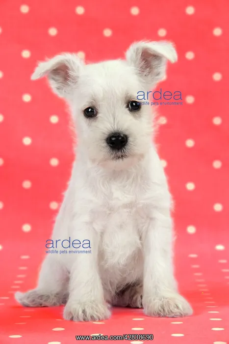 : Dog. Miniature Schnauzer puppy on red background : Dog. Miniature Schnauzer puppy on red background