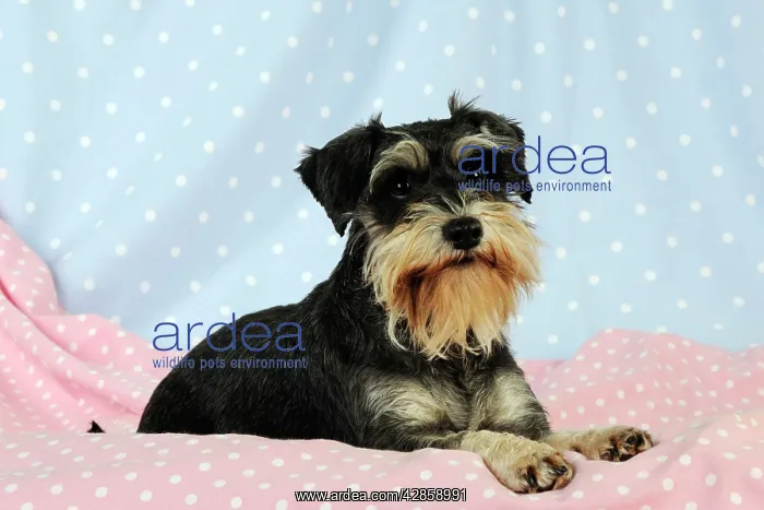 : DOG. Miniature schnauzer sitting on pink blanket : DOG. Miniature schnauzer sitting on pink blanket