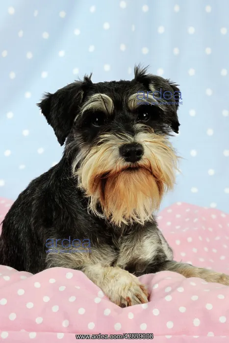 : DOG. Miniature schnauzer sitting on pink blanket : DOG. Miniature schnauzer sitting on pink blanket