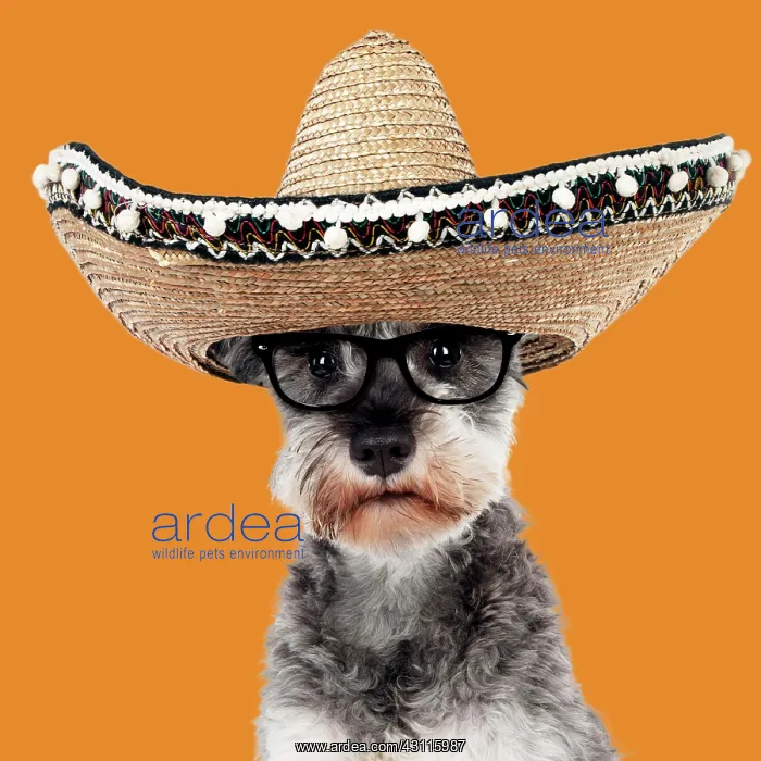 : DOG - Miniature schnauzer wearing glasses and sombrero : DOG - Miniature schnauzer wearing glasses and sombrero