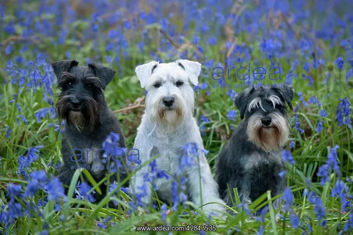: DOG - Miniature Schnauzers - in bluebells : DOG - Miniature Schnauzers - in bluebells