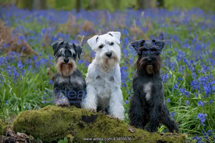  : DOG - Miniature Schnauzers - in bluebells