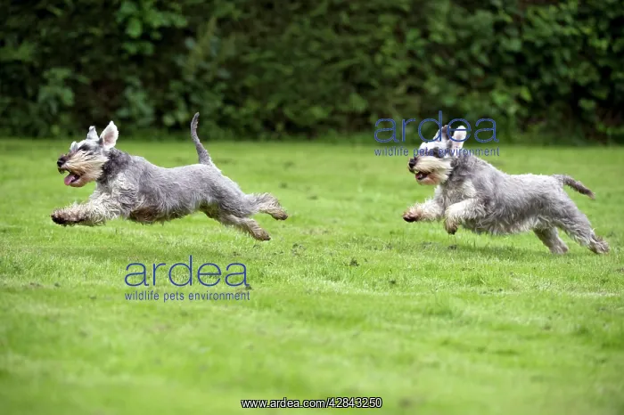 : DOG - Miniature Schnauzers - running through garden : DOG - Miniature Schnauzers - running through garden