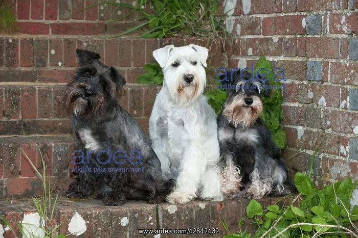  : DOG - Miniature Schnauzers - sitting on steps