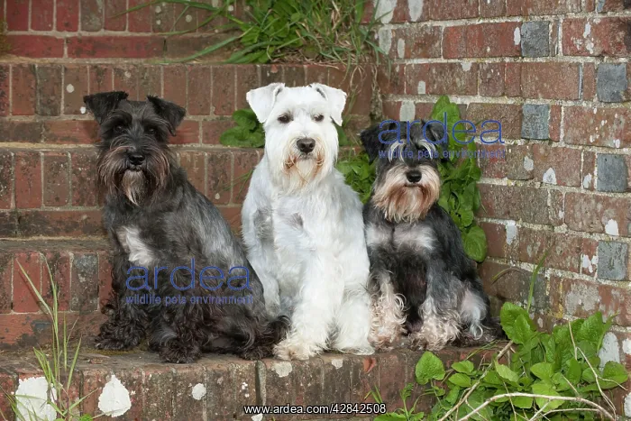 : DOG - Miniature Schnauzers - sitting on steps : DOG - Miniature Schnauzers - sitting on steps