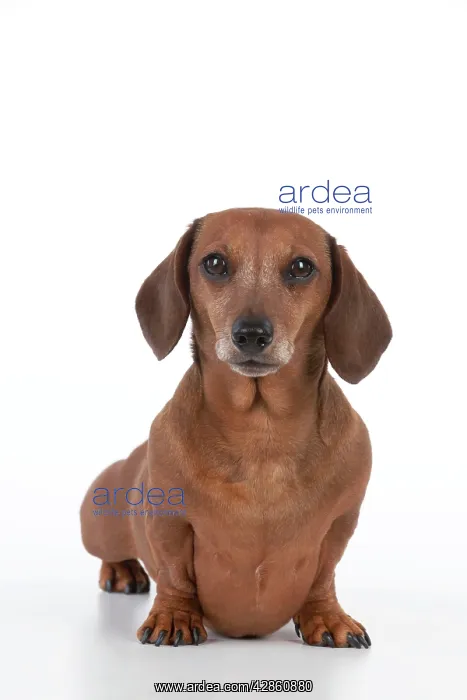 : Dog - Miniature Short Haired Dachshund : Dog - Miniature Short Haired Dachshund