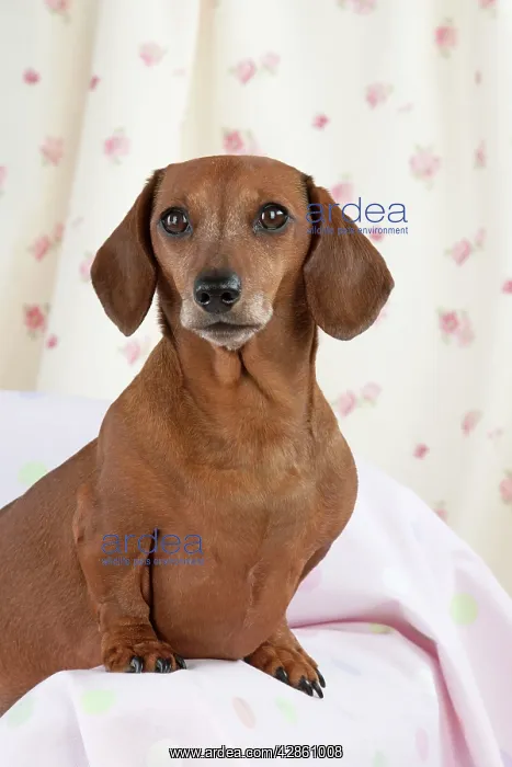 : Dog - Miniature Short Haired Dachshund : Dog - Miniature Short Haired Dachshund
