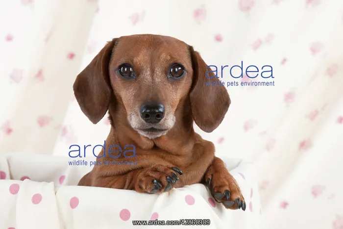 : Dog - Miniature Short Haired Dachshund - in a basket : Dog - Miniature Short Haired Dachshund - in a basket