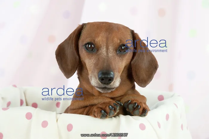 : Dog - Miniature Short Haired Dachshund - in a basket : Dog - Miniature Short Haired Dachshund - in a basket