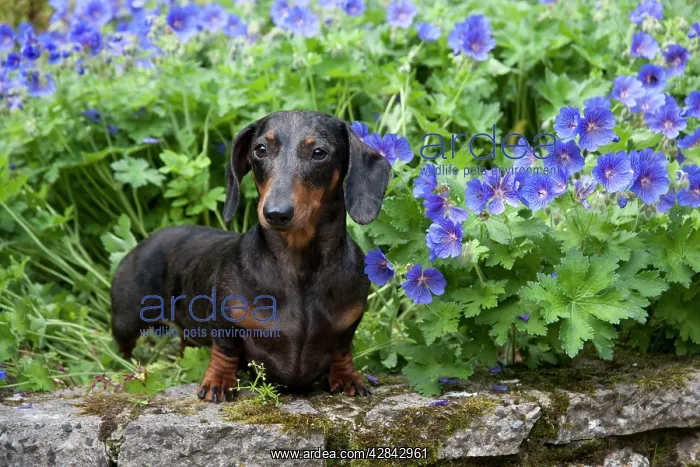 : DOG - Miniature Short Haired Dachshund in garden : DOG - Miniature Short Haired Dachshund in garden