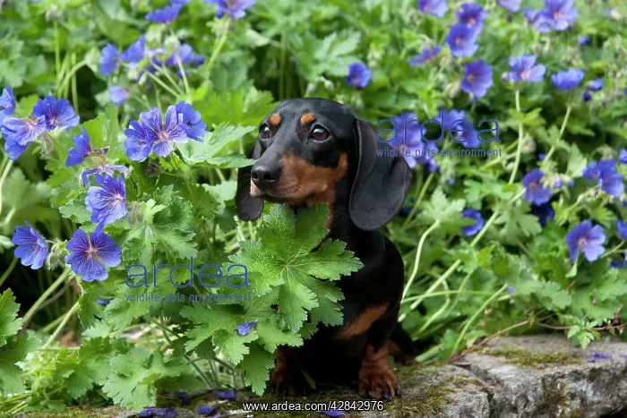 : DOG - Miniature Short Haired Dachshund in garden : DOG - Miniature Short Haired Dachshund in garden