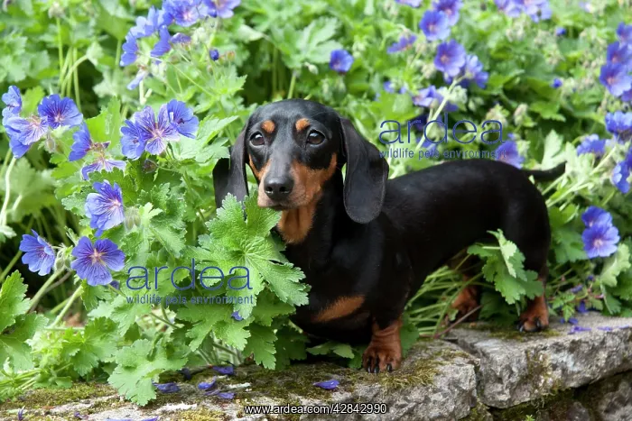 : DOG - Miniature Short Haired Dachshund in garden : DOG - Miniature Short Haired Dachshund in garden