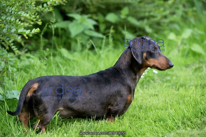 : DOG - Miniature Short Haired Dachshund - in garden : DOG - Miniature Short Haired Dachshund - in garden