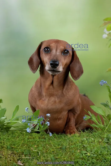 : Dog - Miniature Short Haired Dachshund - in garden : Dog - Miniature Short Haired Dachshund - in garden