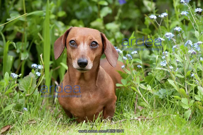 : Dog - Miniature Short Haired Dachshund - in garden : Dog - Miniature Short Haired Dachshund - in garden