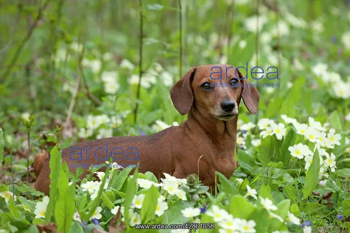 : Dog - Miniature Short Haired Dachshund - in garden : Dog - Miniature Short Haired Dachshund - in garden