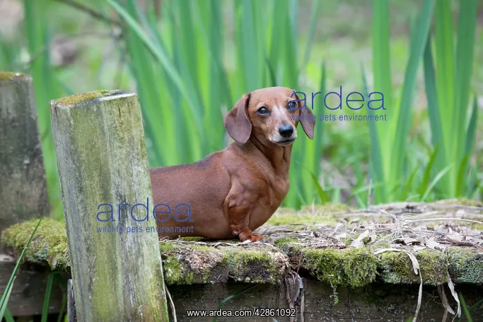 : Dog - Miniature Short Haired Dachshund - in garden : Dog - Miniature Short Haired Dachshund - in garden