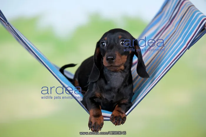 : DOG - Miniature short haired dachshund laying in hammock : DOG - Miniature short haired dachshund laying in hammock