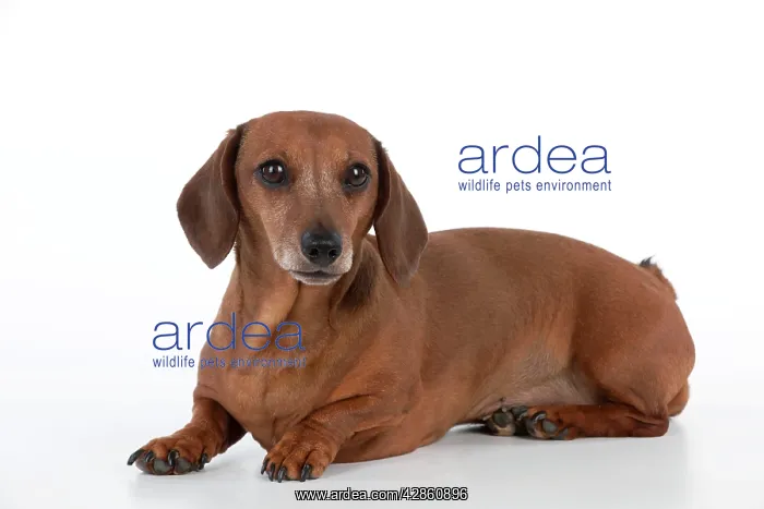 : Dog - Miniature Short Haired Dachshund - lying down : Dog - Miniature Short Haired Dachshund - lying down