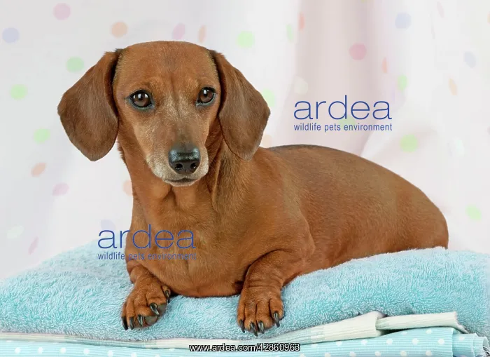 : Dog - Miniature Short Haired Dachshund - lying : Dog - Miniature Short Haired Dachshund - lying