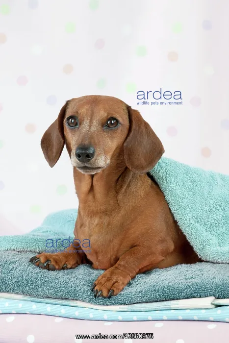 : Dog - Miniature Short Haired Dachshund - lying : Dog - Miniature Short Haired Dachshund - lying