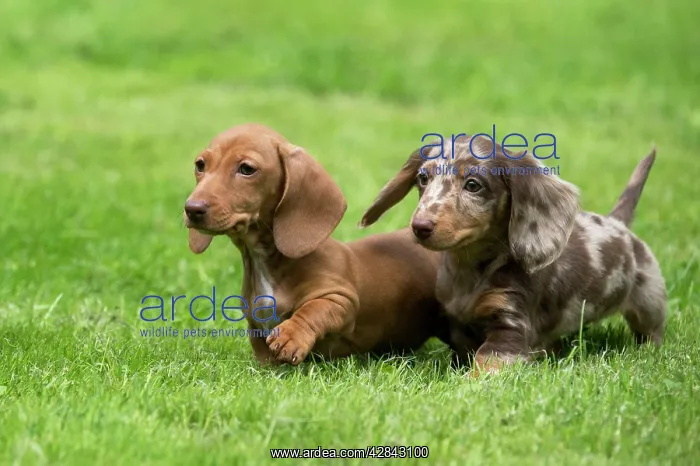 : DOG - Miniature Short Haired Dachshund - puppies : DOG - Miniature Short Haired Dachshund - puppies