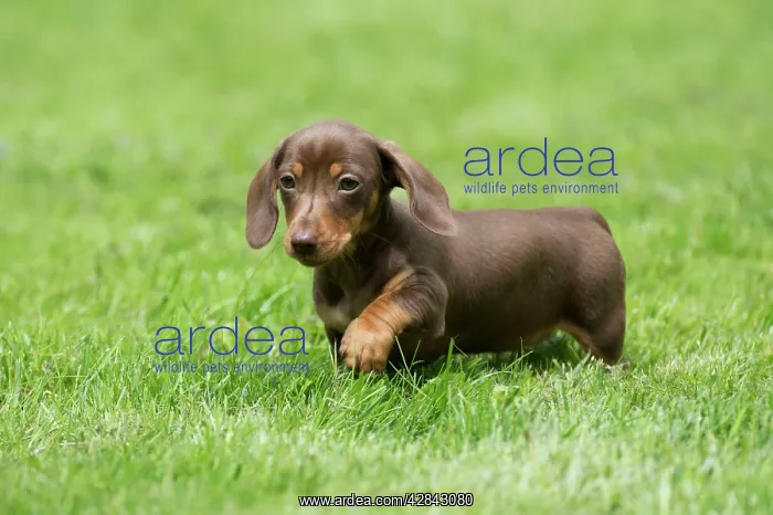 : DOG - Miniature Short Haired Dachshund - puppy : DOG - Miniature Short Haired Dachshund - puppy